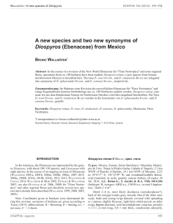 A new species and two new synonyms of Diospyros