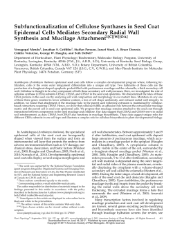 Subfunctionalization of Cellulose Synthases in Seed Coat