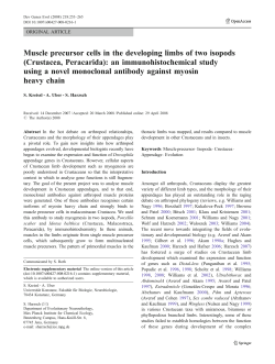 Muscle precursor cells in the developing limbs of two isopods