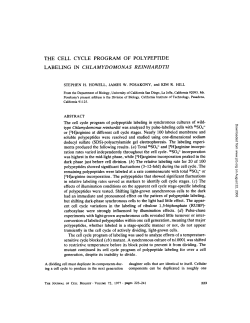the cell cycle program of polypeptide labeling in chlamydomonas