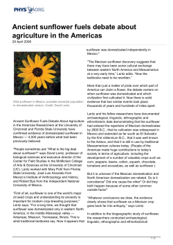 Ancient sunflower fuels debate about agriculture in the