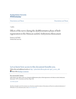 Effects of the nerve during the dedifferentiative phase