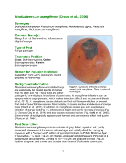 Neofusicoccum mangiferae (Crous et al., 2006)