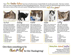 Available cats for adoption