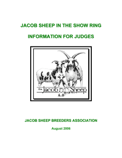 jacob sheep in the show ring - Jacob Sheep Breeders Association