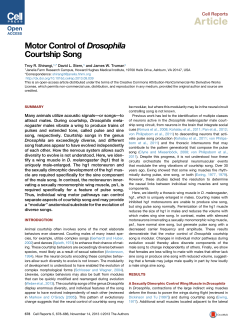 Motor Control of Drosophila Courtship Song