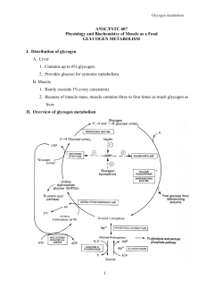 3. Glycogen synthesis and degradation