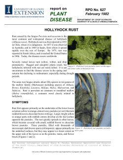 Hollyhock Rust, RPD No. 627