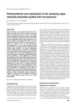 Photosynthesis and calcification in the calcifying algae Halimeda