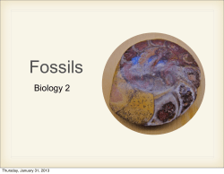 Fossils