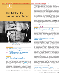 The Molecular Basis of Inheritance
