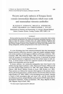 Oocytes and early embryos of Xenopus laevis contain intermediate