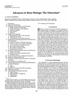 Advances in Bone Biology: The Osteoclast`