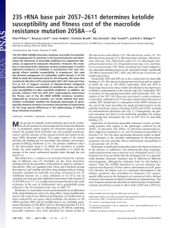 23S rRNA base pair 2057&ndash;2611 determines ketolide susceptibility