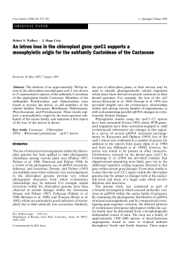 An intron loss in the chloroplast gene rpoC1 supports a