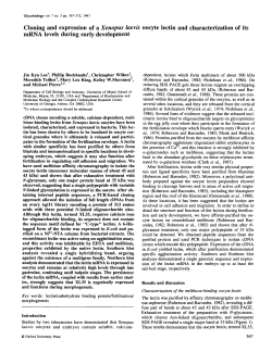 Cloning and expression of a Xenopus laevis oocyte