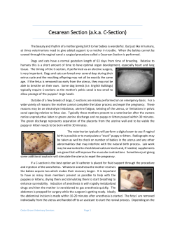 C-Section Surgery - Cedar Grove Veterinary Services