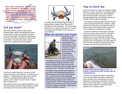 Did you know? How to Catch `em - Mississippi Department of Marine