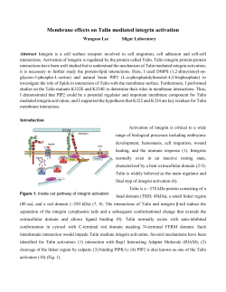 Membrane effects on Talin mediated integrin activation