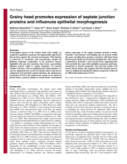 Grainy head promotes expression of septate junction proteins and