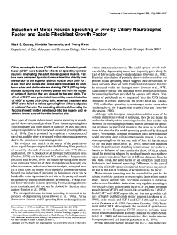 Induction of Motor Neuron Sprouting in vivo Factor and Basic