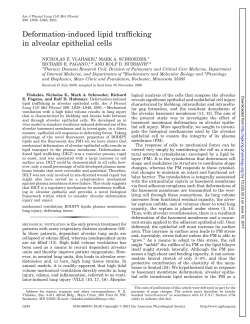 Deformation-induced lipid trafficking in alveolar epithelial cells