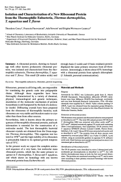 Isolation and Characterization of a New Ribosomal Protein from the