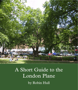 A Short Guide to the London Plane