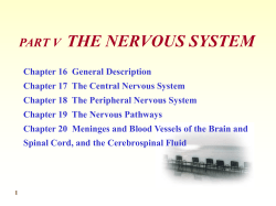 PART V THE NERVOUS SYSTEM