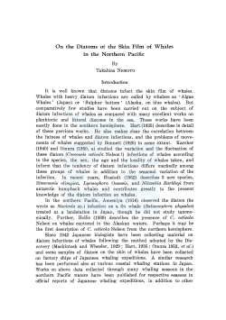 On the Diatoms ot the Skin Film of Whales in the Northern Pacific