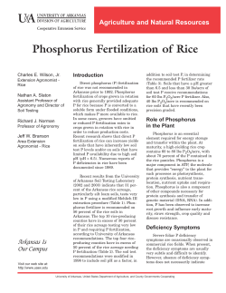 Phosphorus Fertilization of Rice