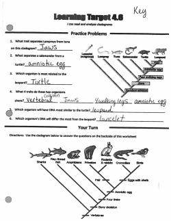 Here is the key for the cladogram practice worksheet