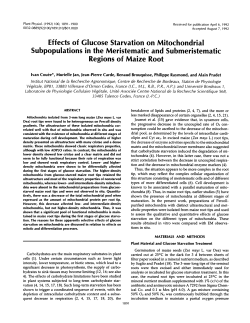 Effects of Glucose Starvation on Mitochondrial