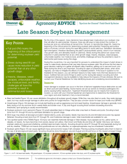 Late Season Soybean Management