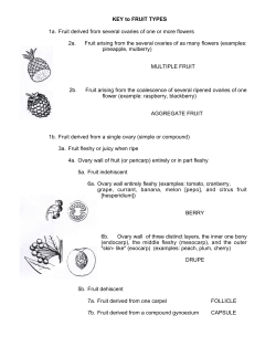 KEY to FRUIT TYPES 1a. Fruit derived from several ovaries of one