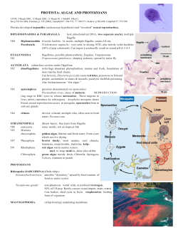 PROTISTA: ALGAE AND PROTOZOANS