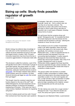 Sizing up cells: Study finds possible regulator of growth
