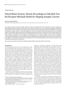 Paired Motor Neuron&ndash;Muscle Recordings in Zebrafish Test the
