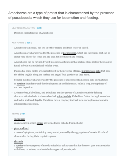 Amoebozoa are a type of protist that is characterized by