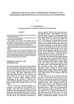 1817) (Cetacea, Platanistidae)