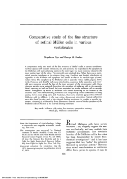 Comparative Study of the Fine Structure of Retinal MÜller