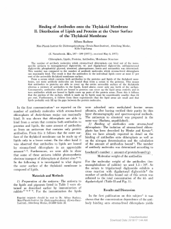 Binding of Antibodies onto the Thylakoid Membrane II