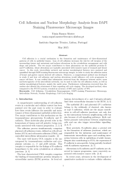 Cell Adhesion and Nuclear Morphology Analysis