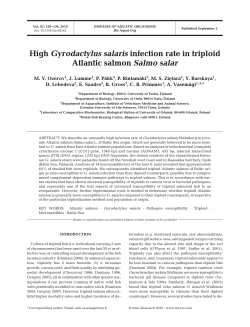 High Gyrodactylus salaris infection rate in triploid Atlantic salmon