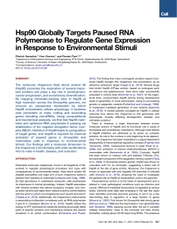 Hsp90 Globally Targets Paused RNA Polymerase to Regulate Gene