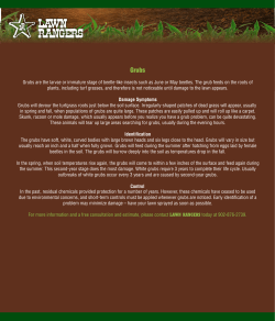 Grubs are the larvae or immature stage of beetle