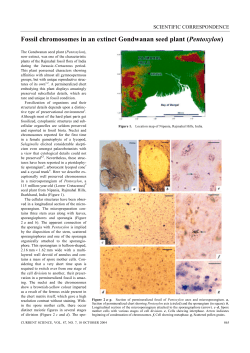 Fossil chromosomes in an extinct Gondwanan seed