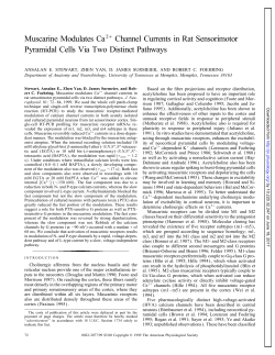 Muscarine Modulates Ca2/ Channel Currents in Rat Sensorimotor