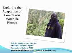 Adaptation of PNW Conifer to the Mambilla