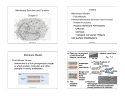 Fluid-Mosaic Plasma Membrane Structure and Function